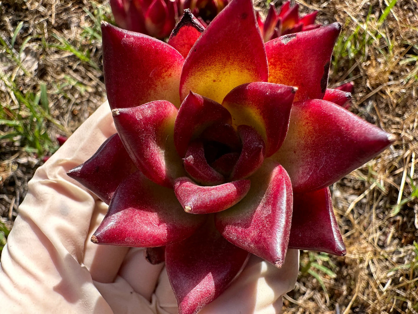 Echeveria 'Rubin', 2.0-2.2 Inches, Bare Root, Imported succulent