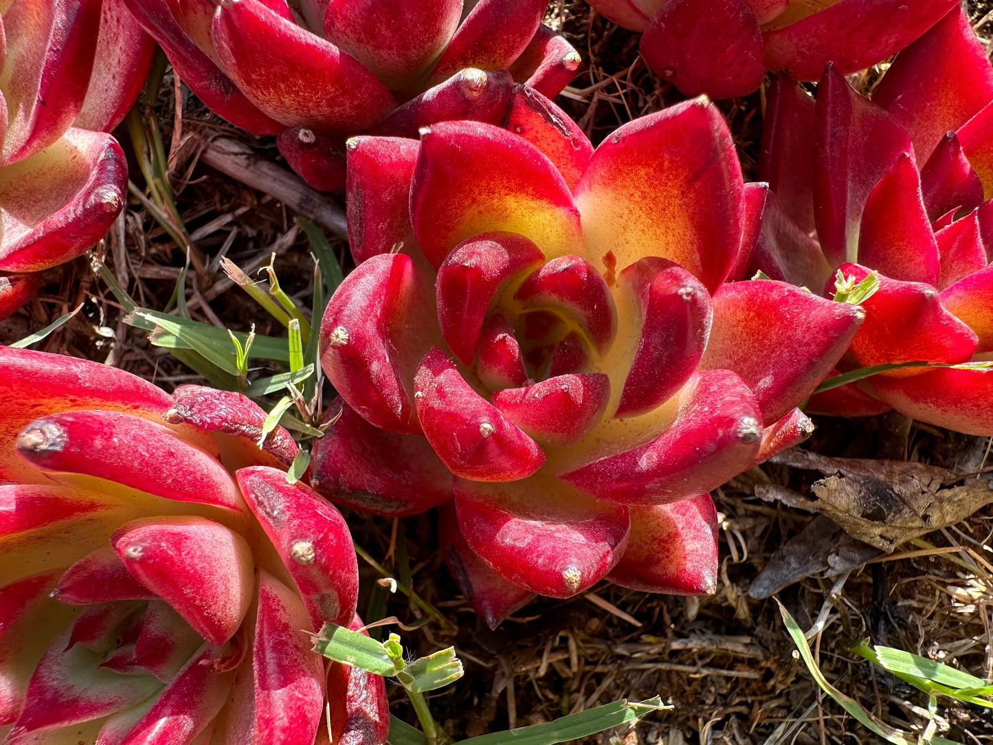 Echeveria 'Rubin', 2.0-2.2 Inches, Bare Root, Imported succulent