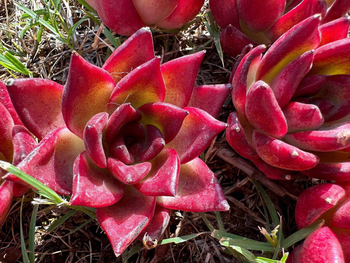 Echeveria 'Rubin', 2.0-2.2 Inches, Bare Root, Imported succulent