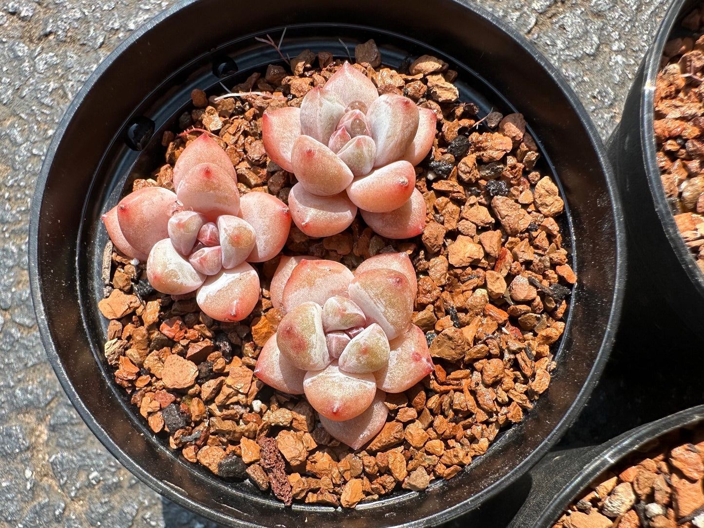 3-Pack Echeveria 'Cherry Blossom Star Snow',  Mini size, Bare Root, Imported Rare Succulent