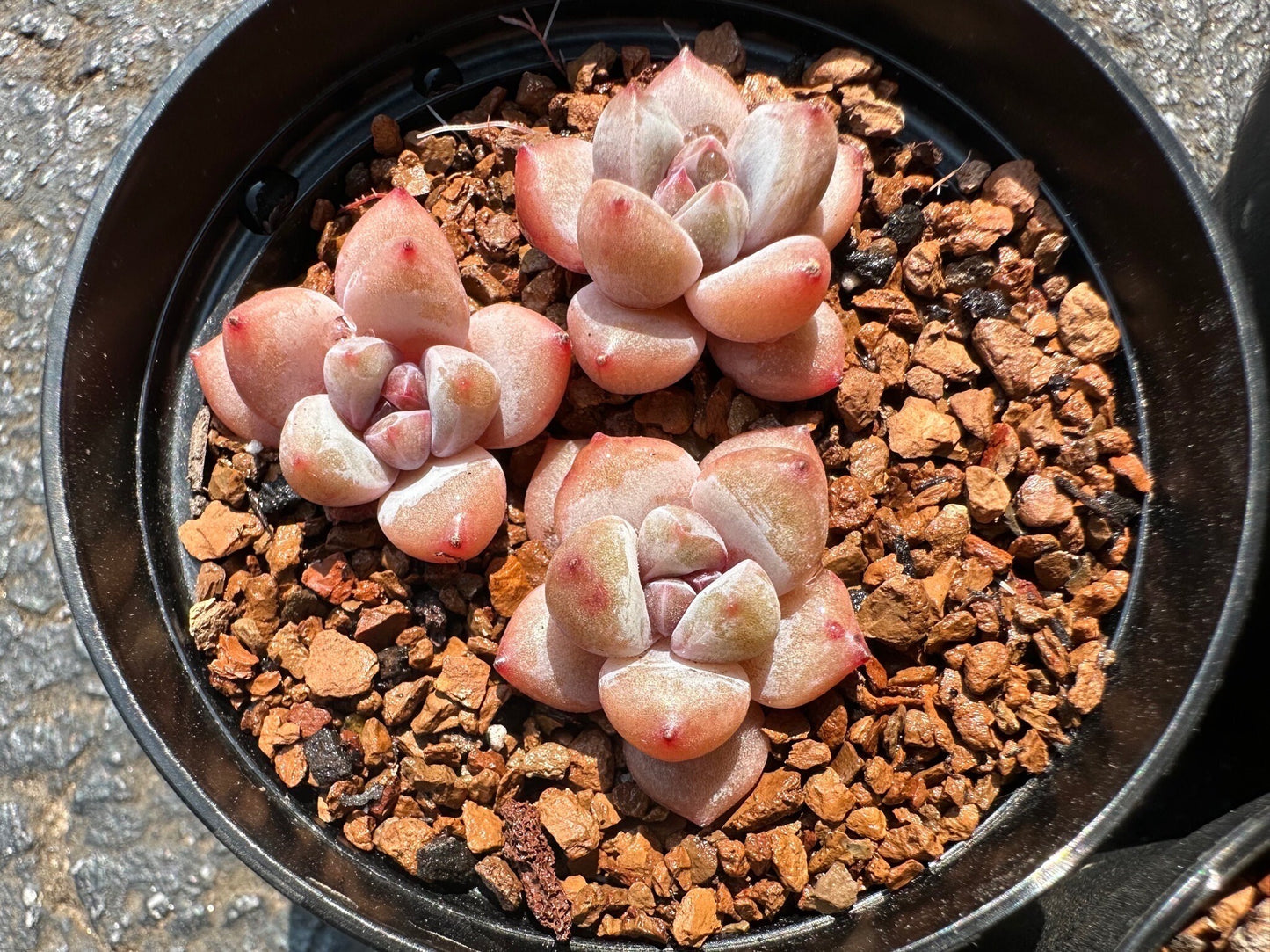 3-Pack Echeveria 'Cherry Blossom Star Snow',  Mini size, Bare Root, Imported Rare Succulent