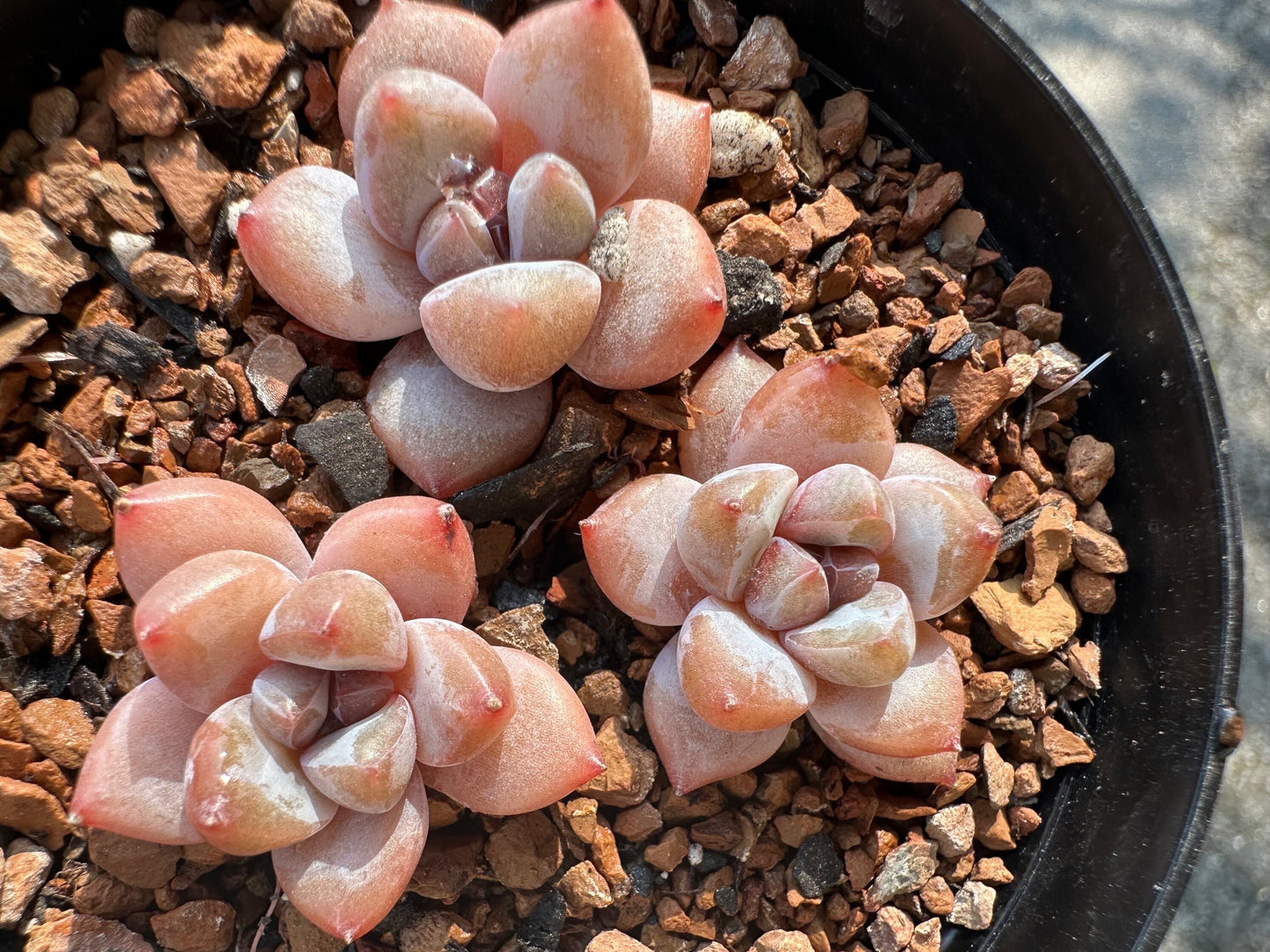 3-Pack Echeveria 'Cherry Blossom Star Snow',  Mini size, Bare Root, Imported Rare Succulent