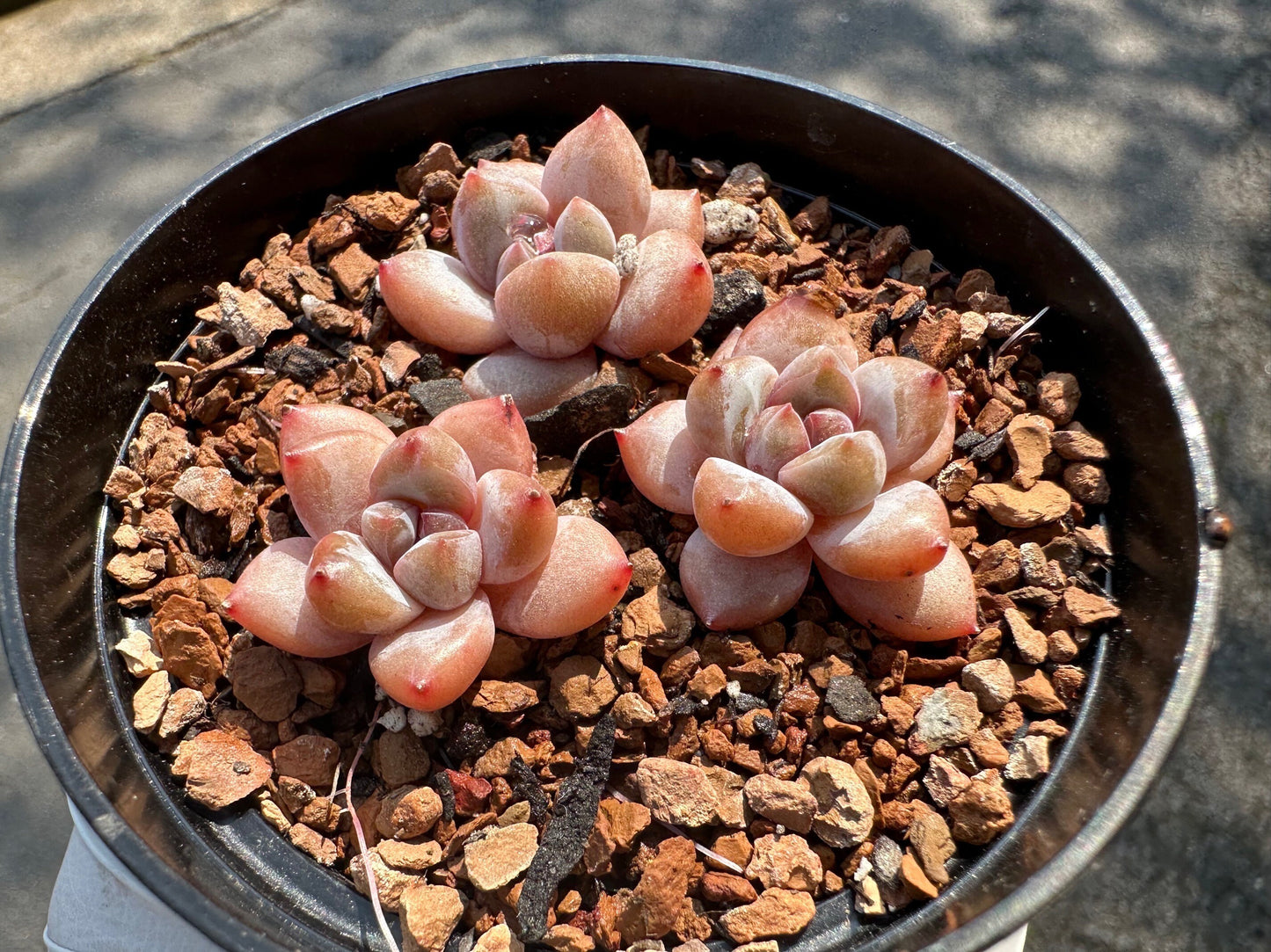 3-Pack Echeveria 'Cherry Blossom Star Snow',  Mini size, Bare Root, Imported Rare Succulent