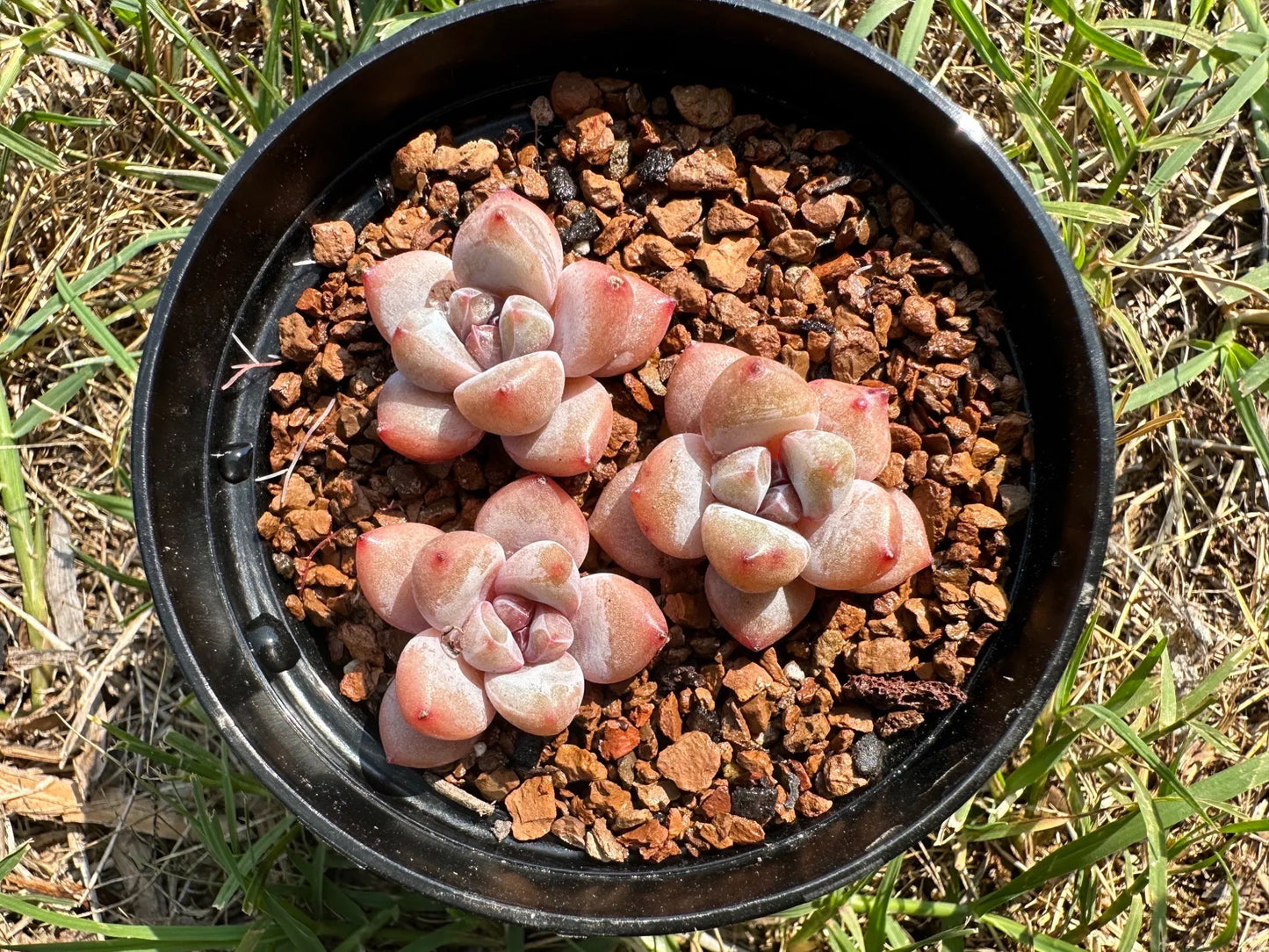 3-Pack Echeveria 'Cherry Blossom Star Snow',  Mini size, Bare Root, Imported Rare Succulent