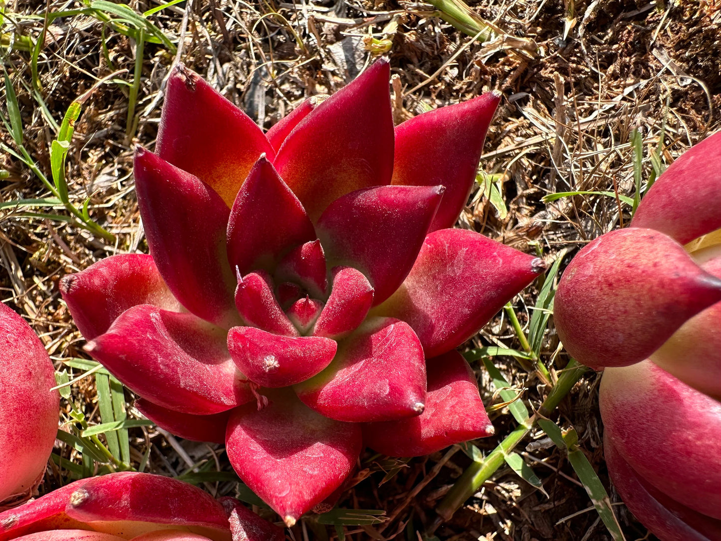 Echeveria 'Rubin', 2.0-2.2 Inches, Bare Root, Imported succulent