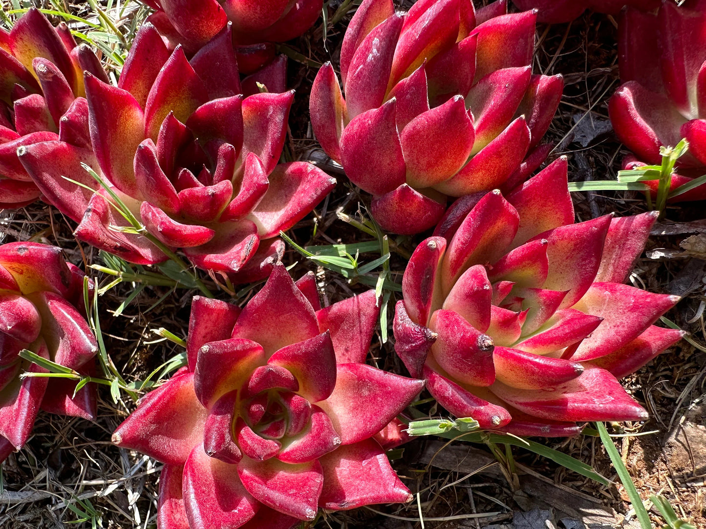 Echeveria 'Rubin', 2.0-2.2 Inches, Bare Root, Imported succulent