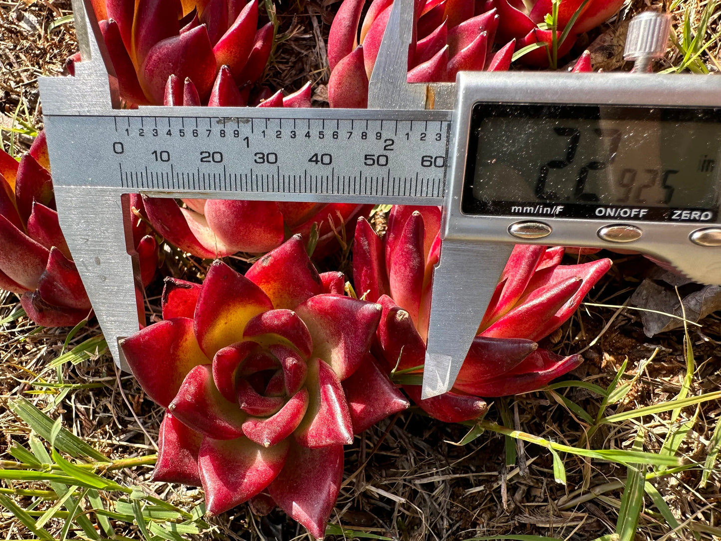 Echeveria 'Rubin', 2.0-2.2 Inches, Bare Root, Imported succulent