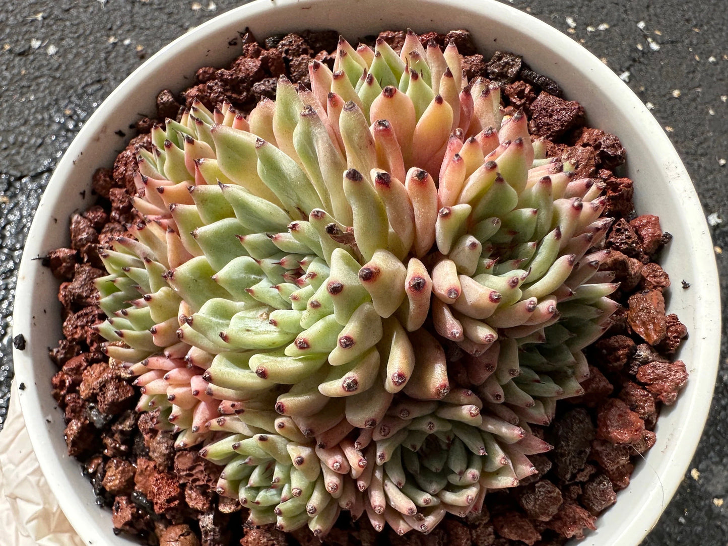 Echeveria 'cuspidata var.zaragozae' Cluster, Bare Root, imported succulent