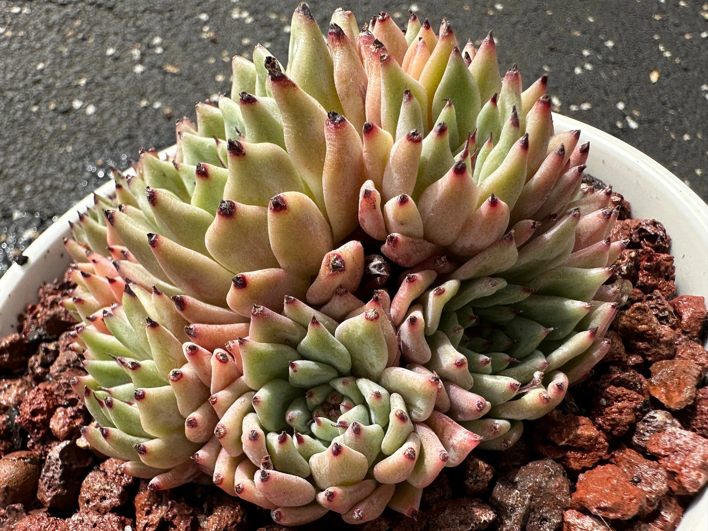 Echeveria 'cuspidata var.zaragozae' Cluster, Bare Root, imported succulent