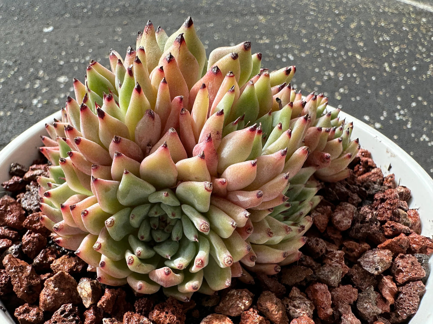 Echeveria 'cuspidata var.zaragozae' Cluster, Bare Root, imported succulent