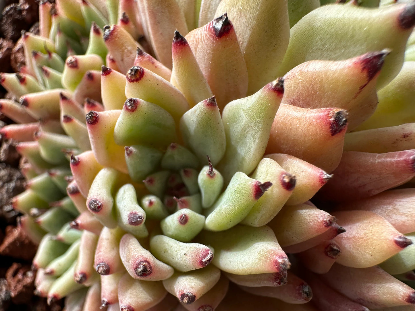 Echeveria 'cuspidata var.zaragozae' Cluster, Bare Root, imported succulent