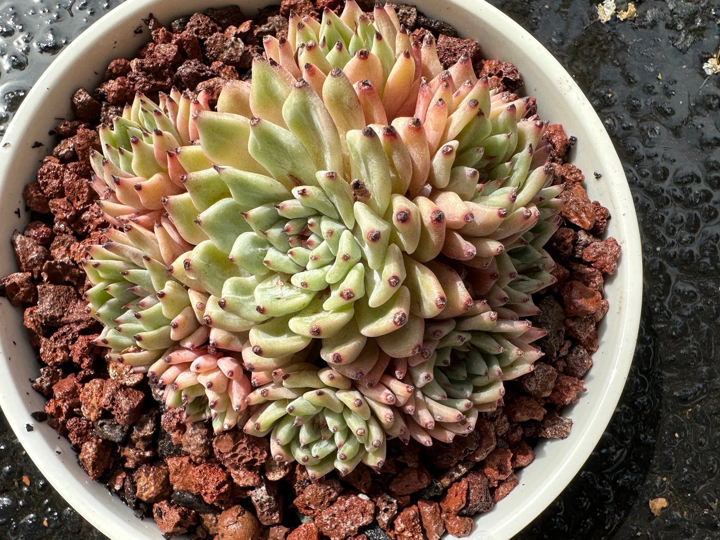 Echeveria 'cuspidata var.zaragozae' Cluster, Bare Root, imported succulent