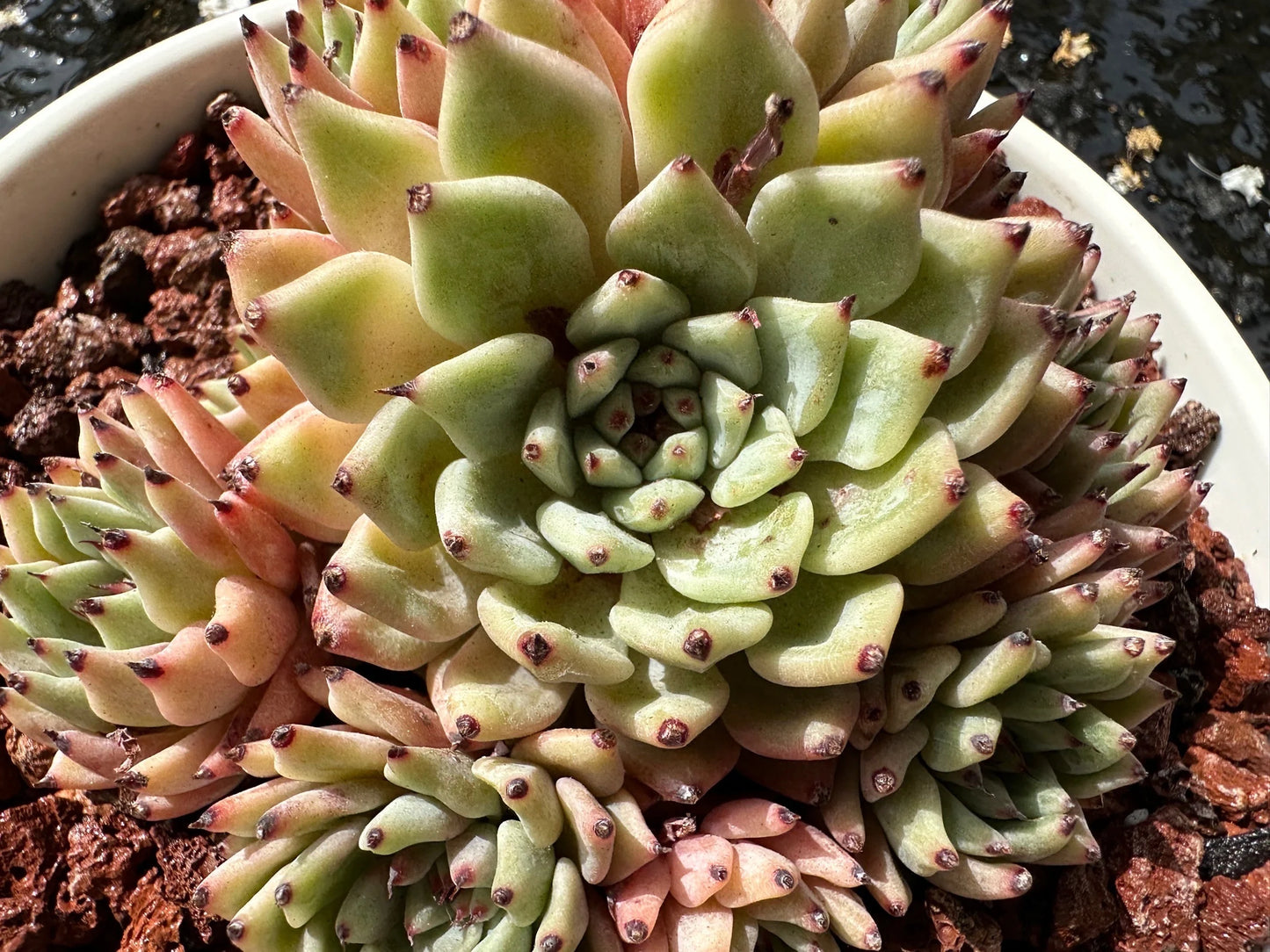 Echeveria 'cuspidata var.zaragozae' Cluster, Bare Root, imported succulent