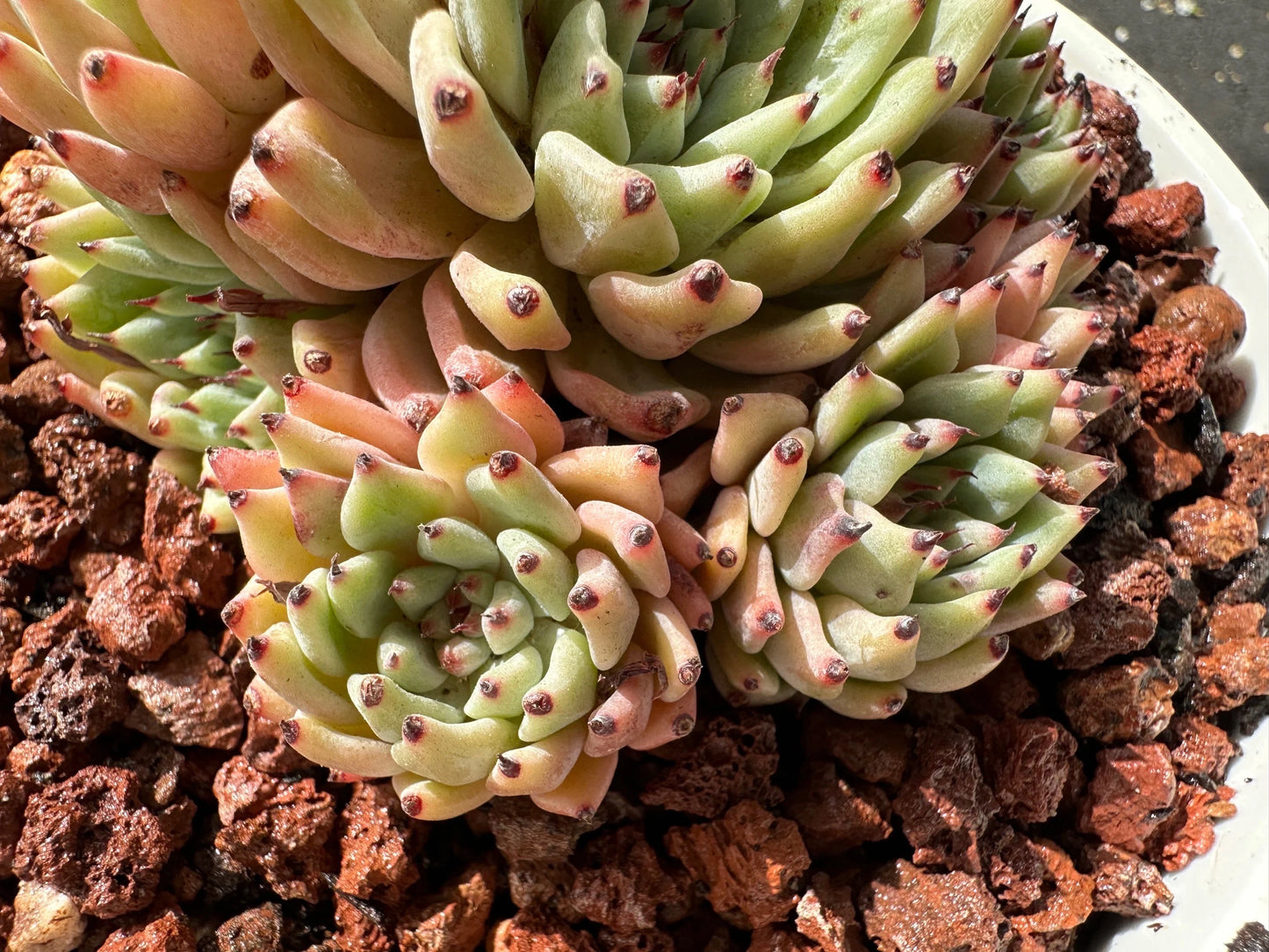 Echeveria 'cuspidata var.zaragozae' Cluster, Bare Root, imported succulent