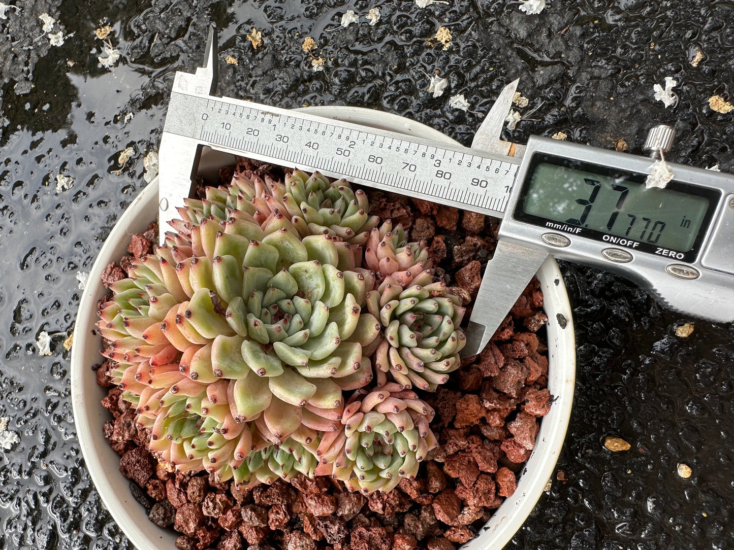 Echeveria 'cuspidata var.zaragozae' Cluster, Bare Root, imported succulent