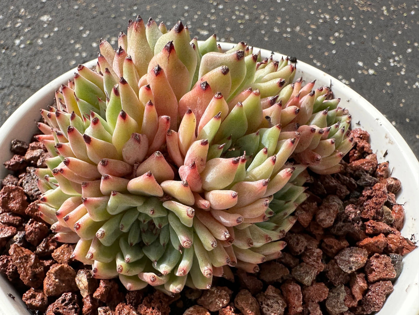 Echeveria 'cuspidata var.zaragozae' Cluster, Bare Root, imported succulent