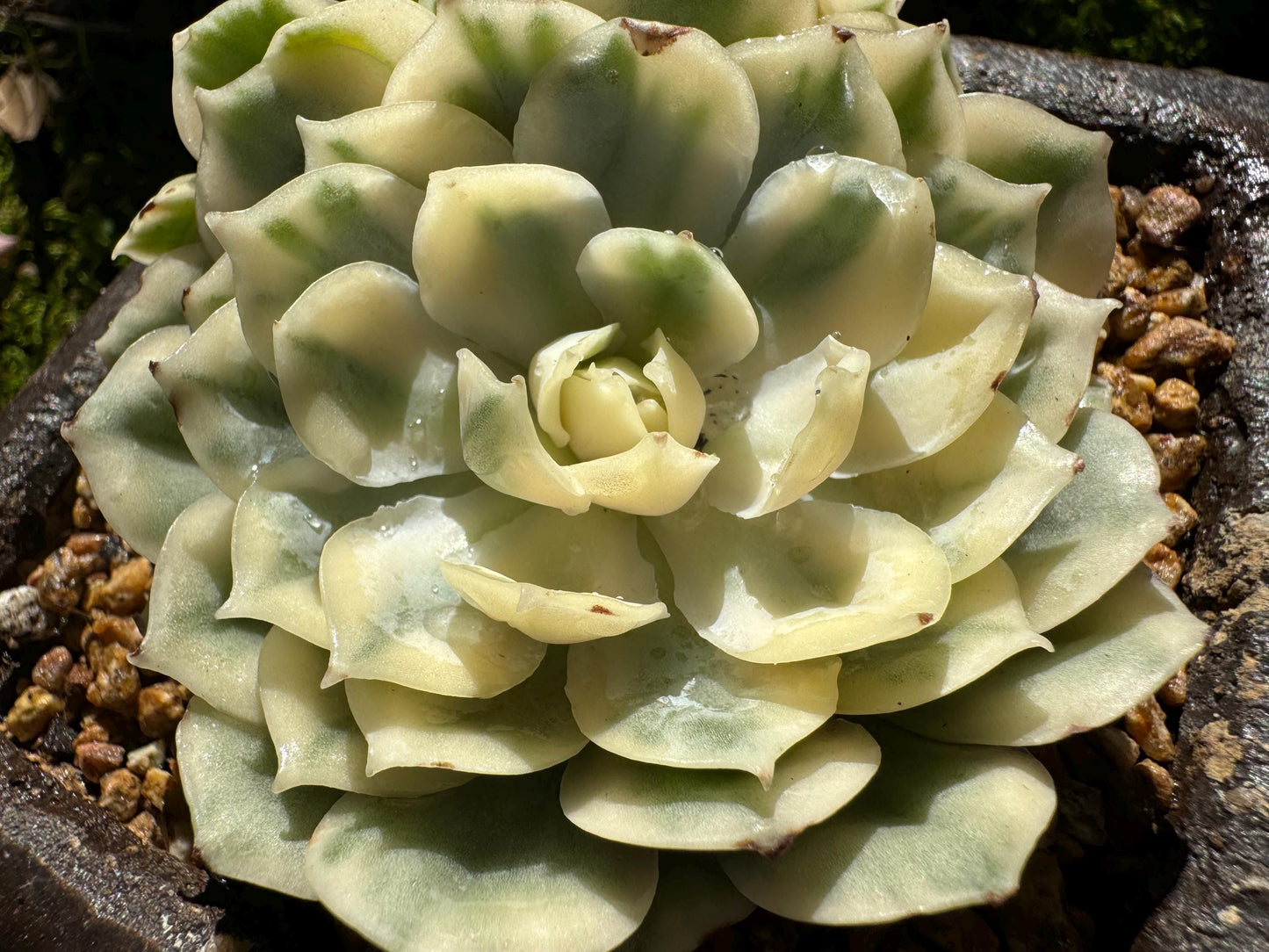 Echeveria 'Onslow white Variegated', 2 big heads, only one, nice color, bare Root, Imported Rare Succulent, live plant