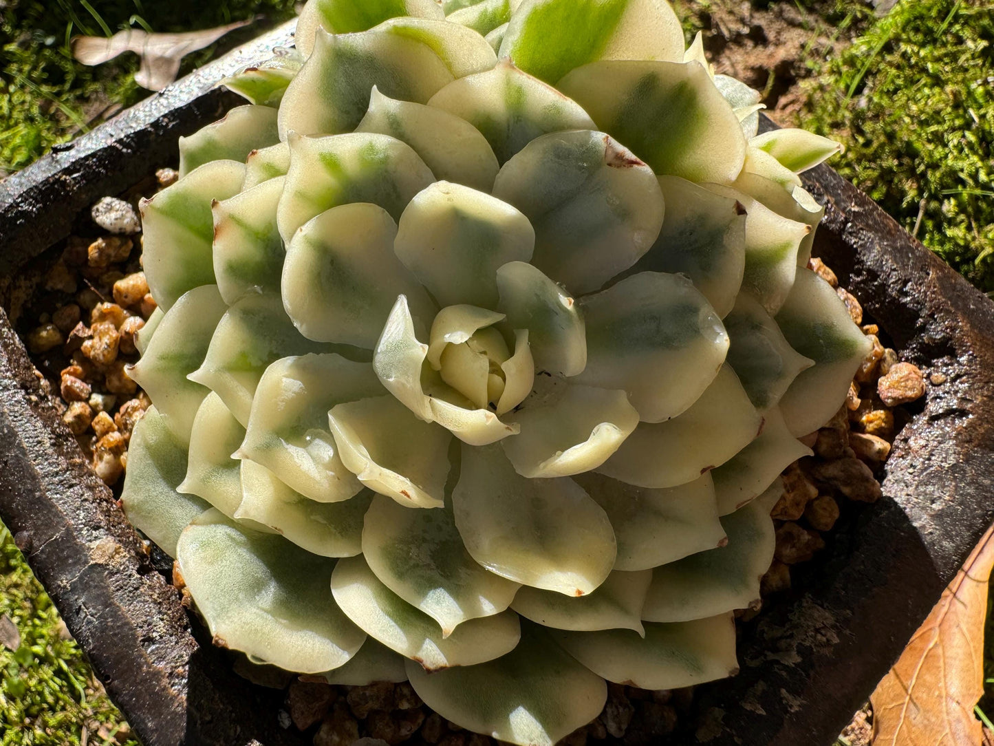 Echeveria 'Onslow white Variegated', 2 big heads, only one, nice color, bare Root, Imported Rare Succulent, live plant