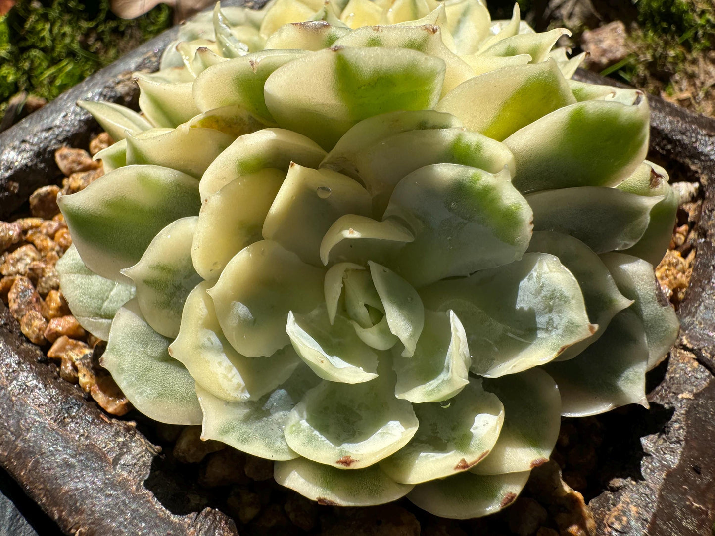 Echeveria 'Onslow white Variegated', 2 big heads, only one, nice color, bare Root, Imported Rare Succulent, live plant