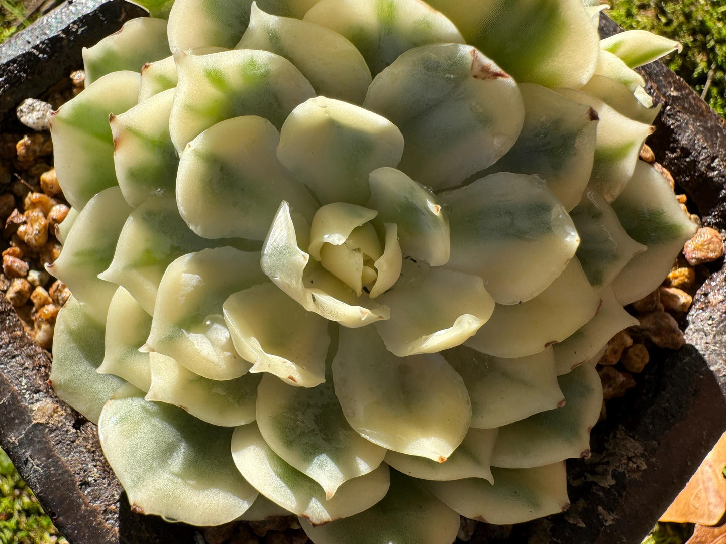 Echeveria 'Onslow white Variegated', 2 big heads, only one, nice color, bare Root, Imported Rare Succulent, live plant