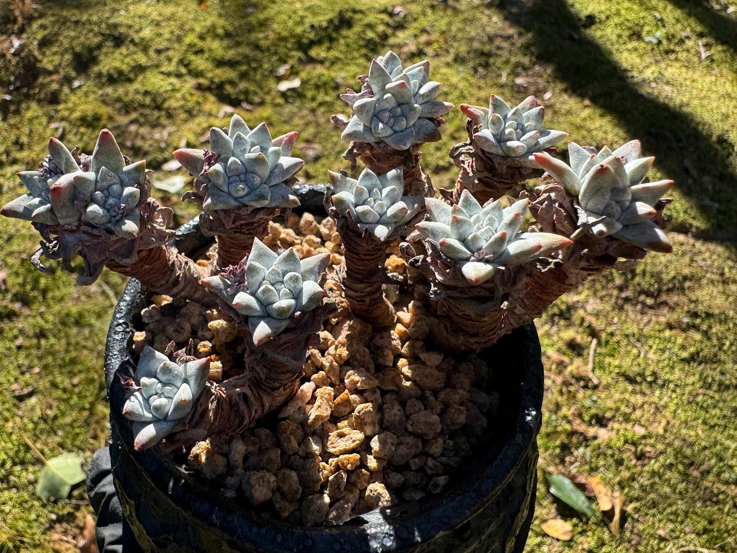 Dudleya greenei/white 'sprite' small Cluster, nice color, live plant, imported Succulent