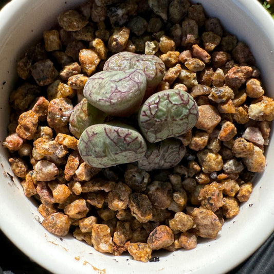 Conophytum 'ficiforme', 1 inch, tiny size, Imported Rare Succulent, Bare Root, live plant, (with pot)