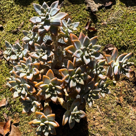 Graptopetalum 'Victor Kane'  big cluster, 5.2 inches, bare Root, live plant, Imported Rare Succulent