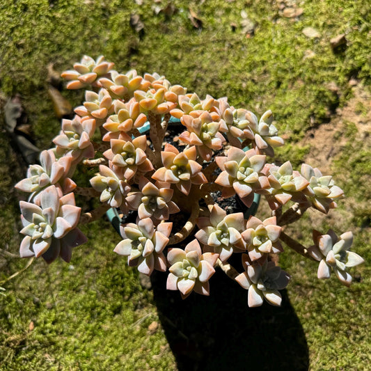 Graptopetalum 'Victor Kane' big cluster, more than 6 inches, a lot of heads, bare Root, live plant, Imported Rare Succulent