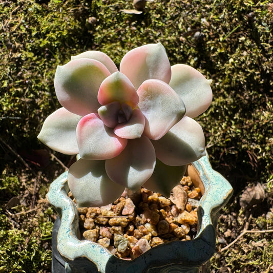 Graptopetalum 'Purple Delight' Variegated, 2.1 inches, New Hybrid, single head, pretty color,  Imported Rare Succulent, Bare Root