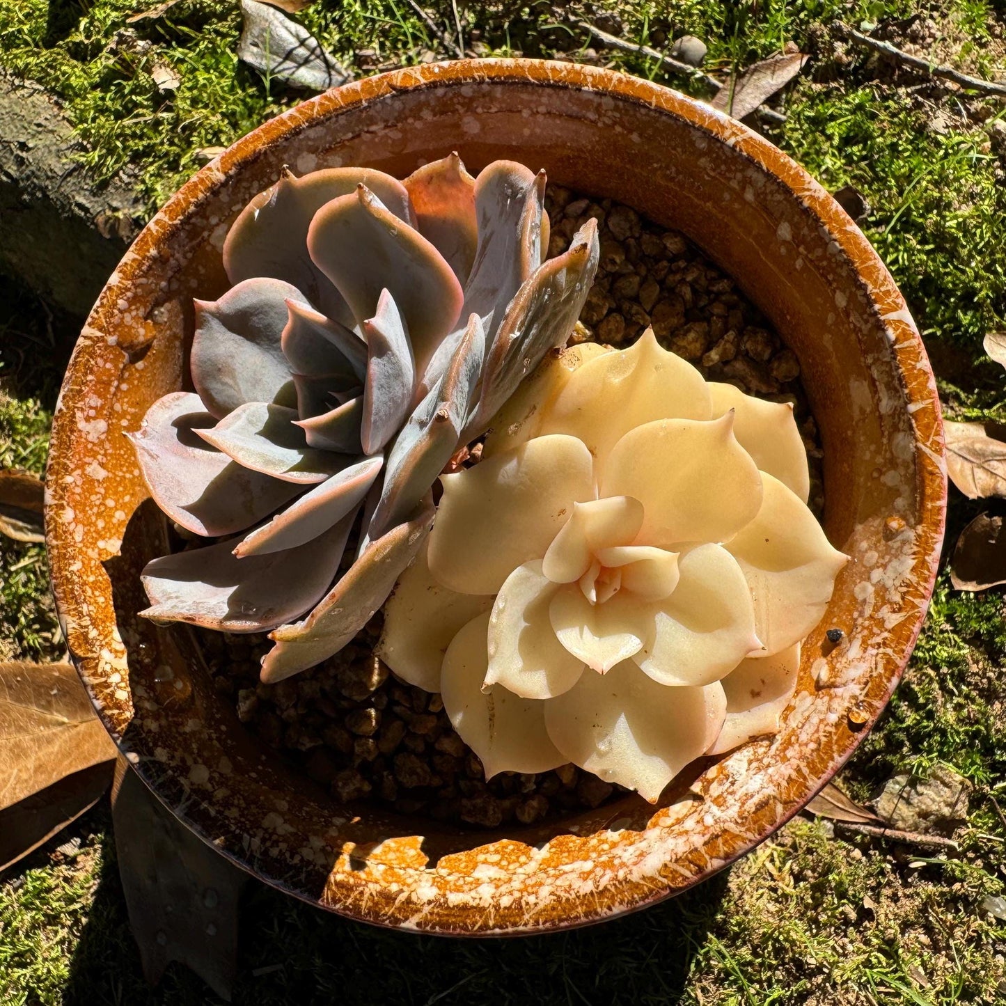 Echeveria 'Lake Baikal' with Variegated, 2 heads, high quality, New Hybrid, Bare Root, Imported Rare Succulent, nice color