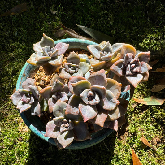 Graptoveria 'Mrs Richards'cluster, (it maybe a seperated cluster), a little scar on leaves,  live Succulent