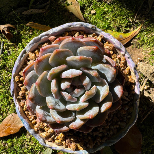 Echeveria ‘Orange Monroe’,  single head, 2.7 inches, high quality, nice color, Bare Root, Imported Rare Succulent