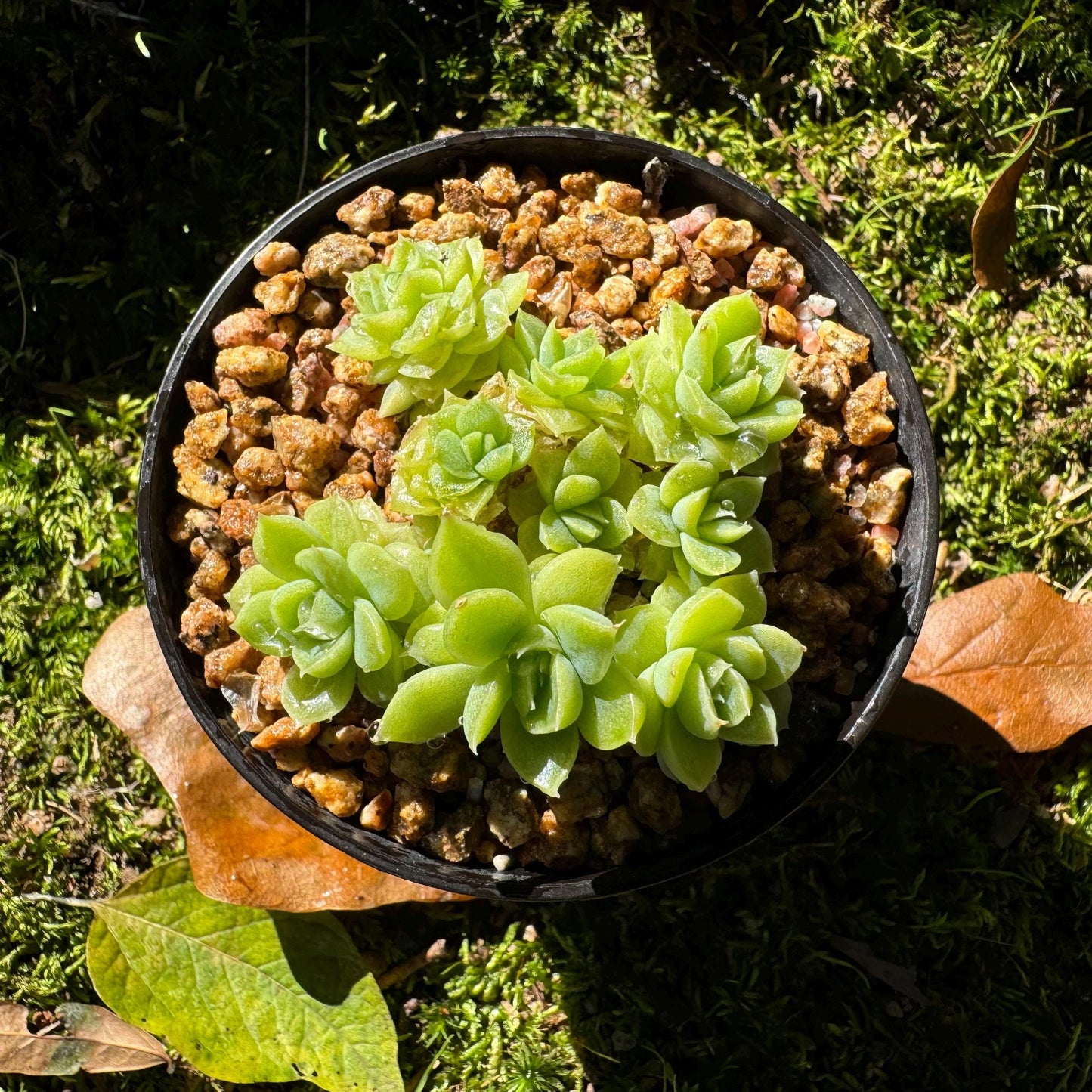 Echeveria 'Malgan sp.', small size, 2.0 inches, New Hybrid, Bare Root, Imported Rare Succulent, live plant