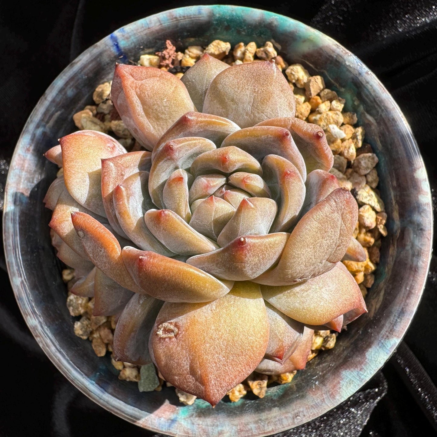 Echeveria 'Orange Monroe’ small cluster, 4 heads, 2.5 inches, nice color, Bare Root, Imported Rare Succulent, live plant