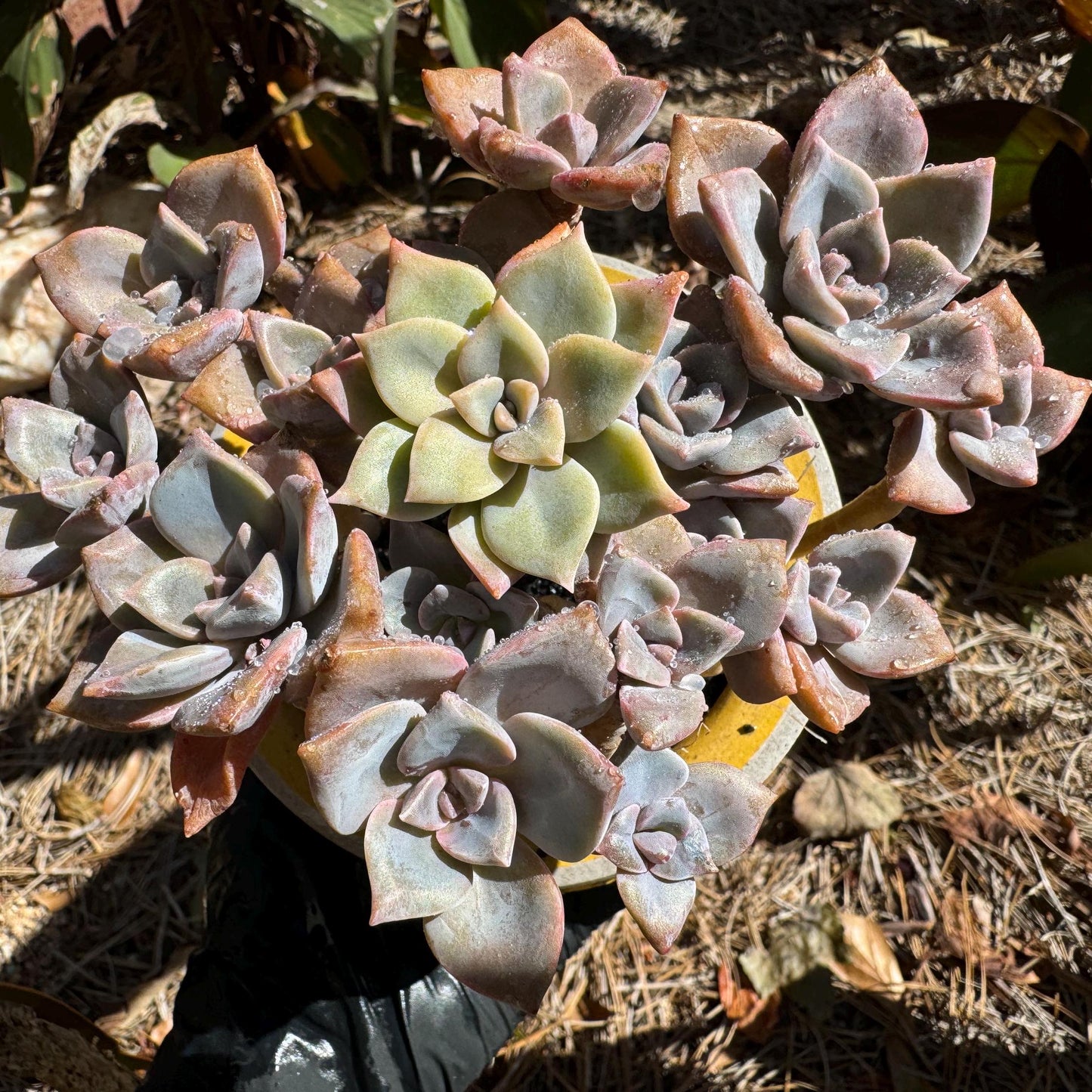 Graptoveria 'Mrs. Richards' cluster, (it maybe a separated cluster) high quality, Imported Rare Succulent, nice color