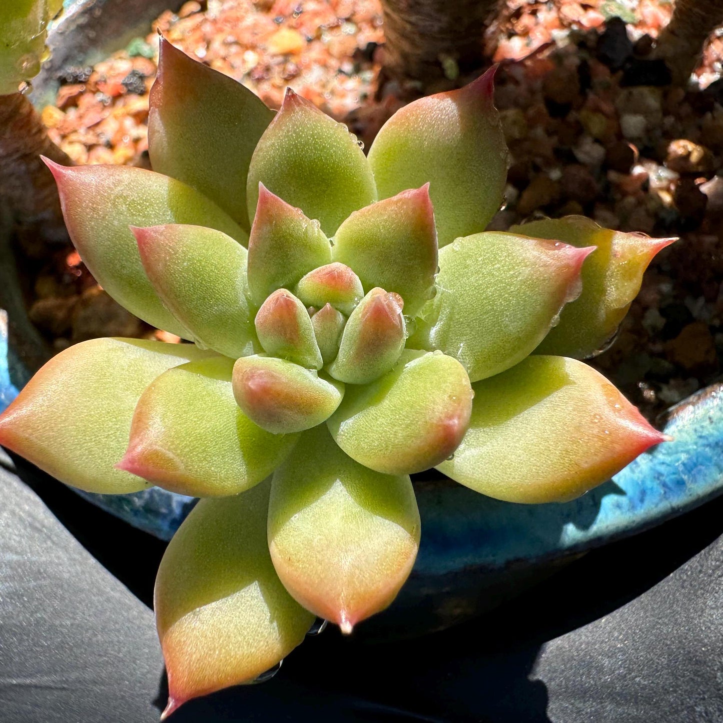 Echeveria 'agavoides sp.' cluster, 4 heads, nice color, good shape, Imported Rare Succulent, live plant