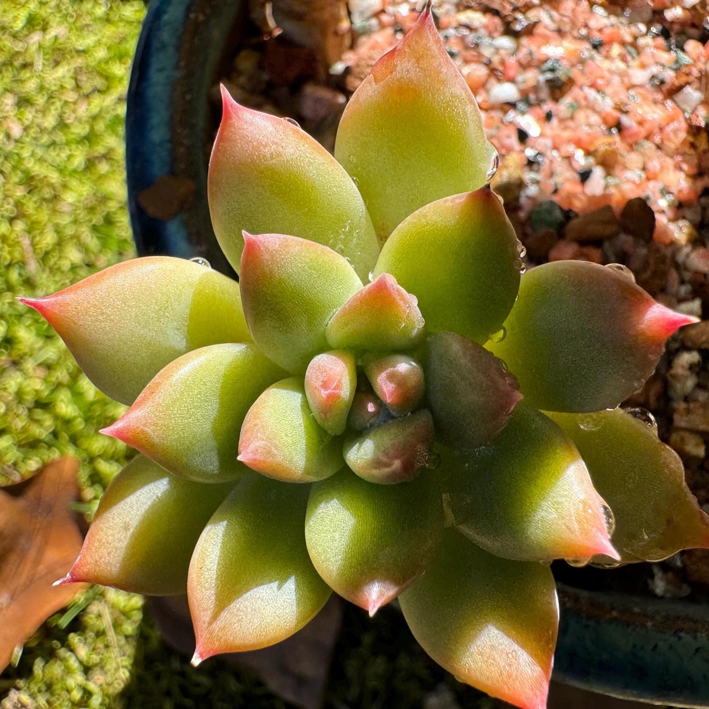 Echeveria 'agavoides sp.' cluster, 4 heads, nice color, good shape, Imported Rare Succulent, live plant