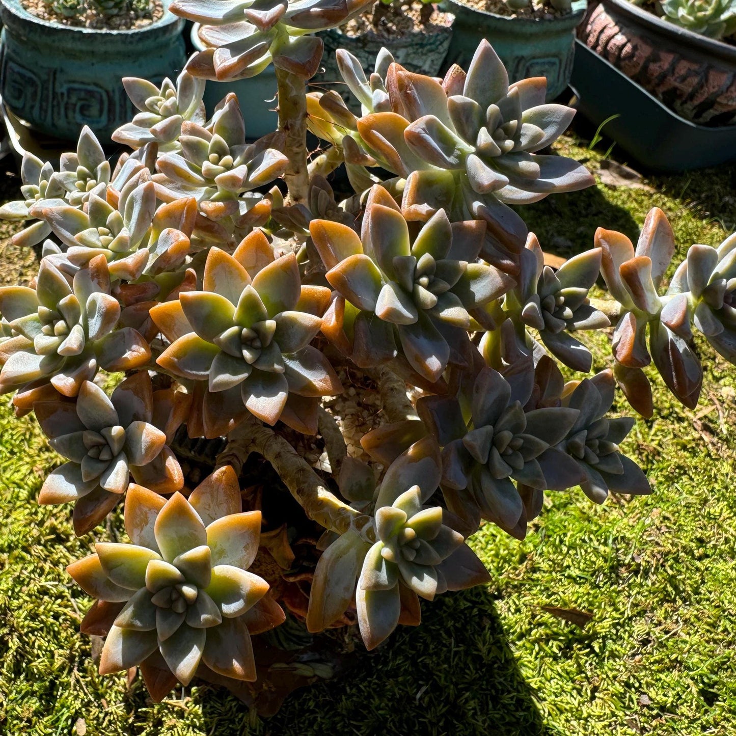 Graptopetalum 'Victor Kane'  big cluster, 5.2 inches, bare Root, live plant, Imported Rare Succulent