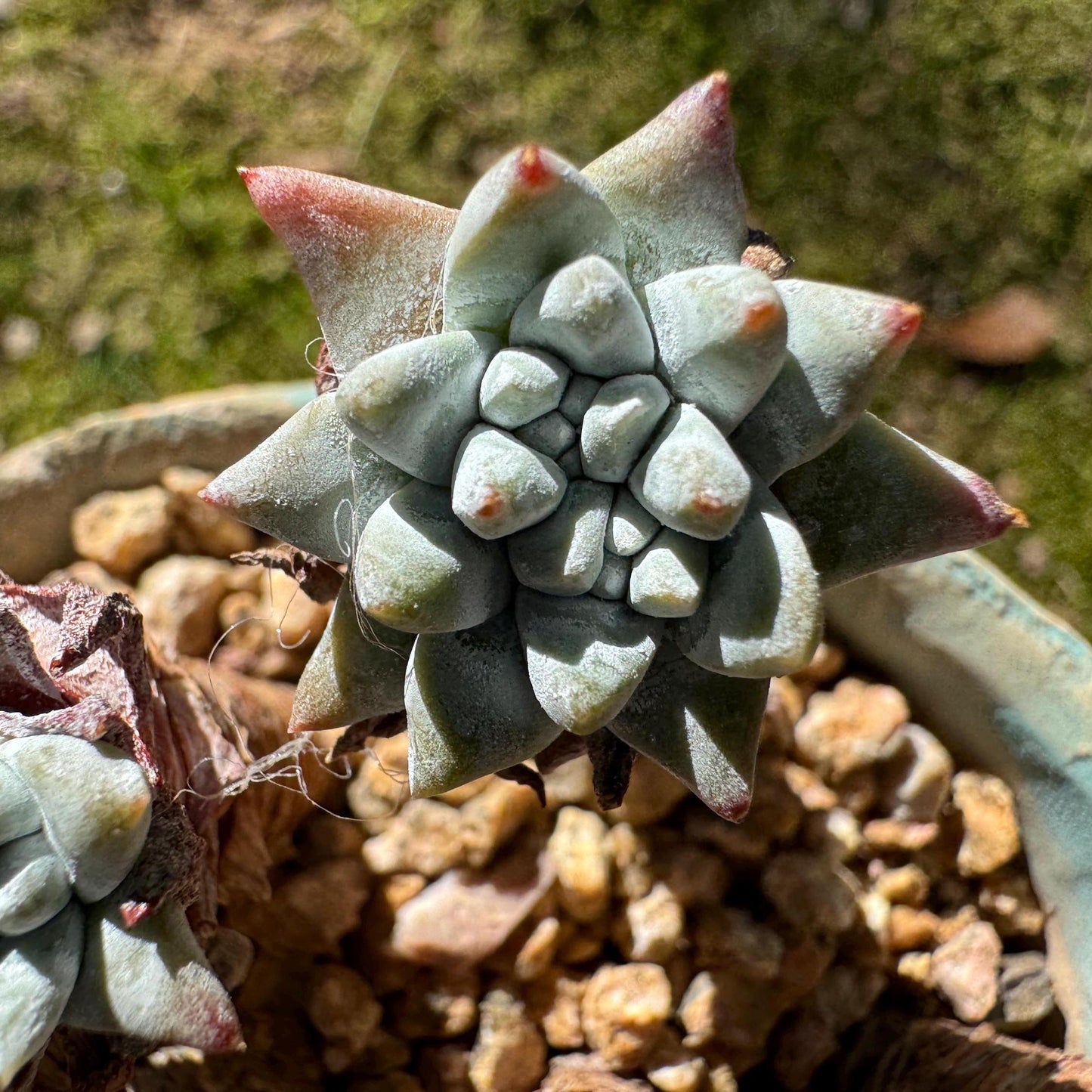 Dudleya greenei 'white sprite' small Cluster, nice color, live plant, imported Succulent