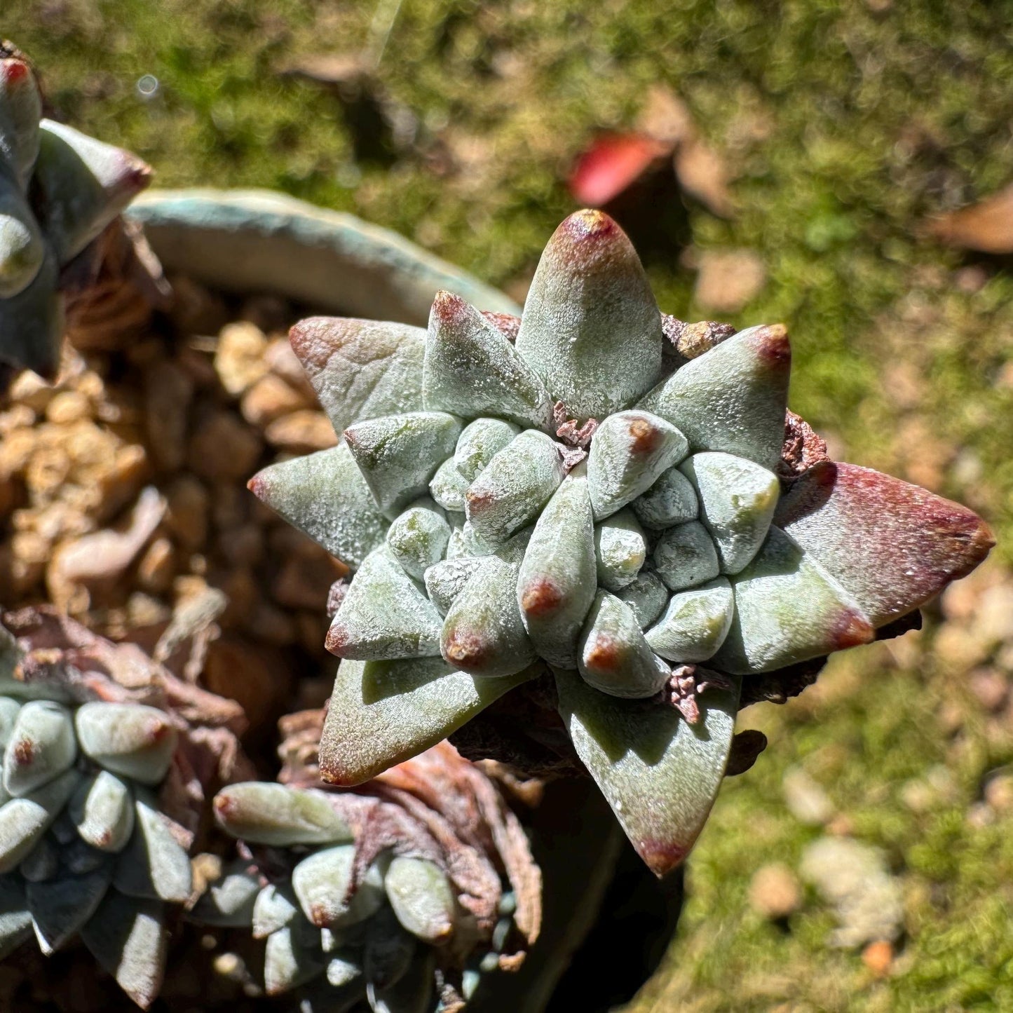 Dudleya greenei 'white sprite' small Cluster, nice color, live plant, imported Succulent