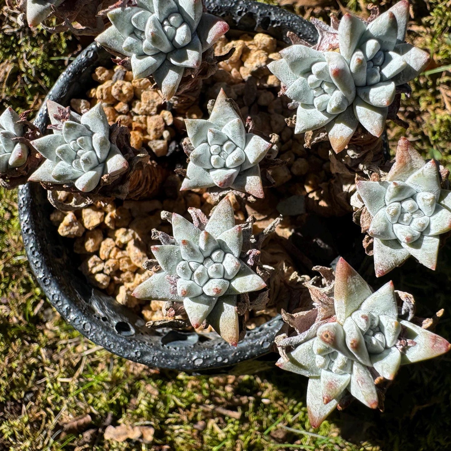 Dudleya greenei/white 'sprite' small Cluster, nice color, live plant, imported Succulent