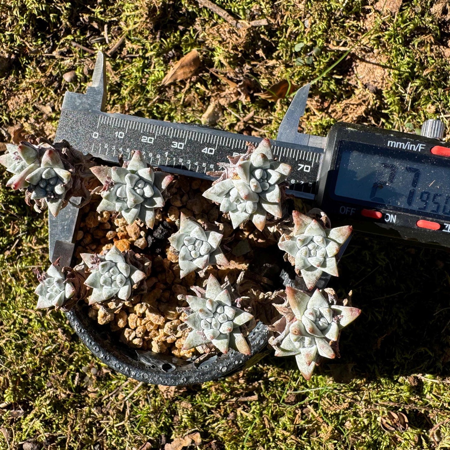 Dudleya greenei/white 'sprite' small Cluster, nice color, live plant, imported Succulent