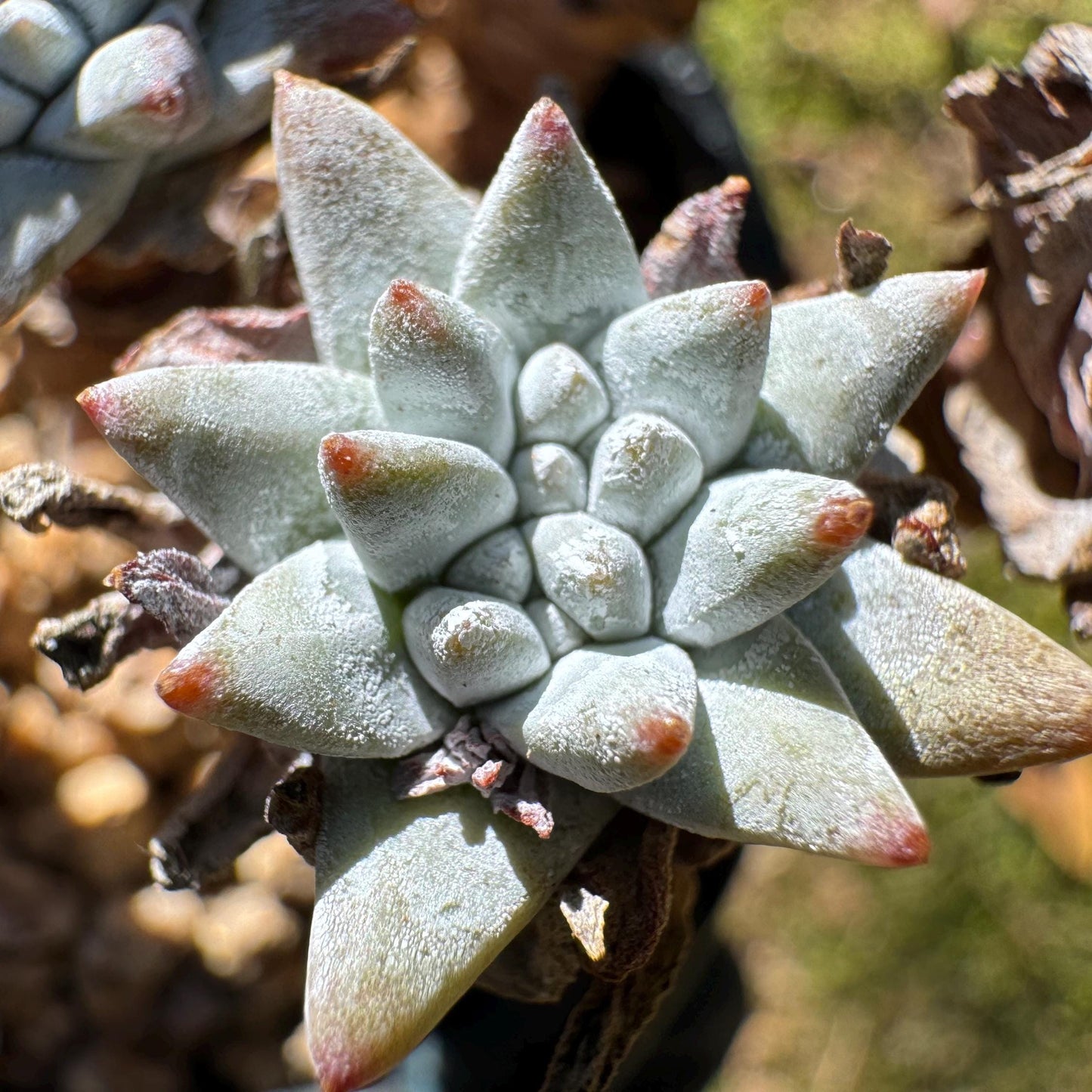 Dudleya greenei/white 'sprite' small Cluster, nice color, live plant, imported Succulent