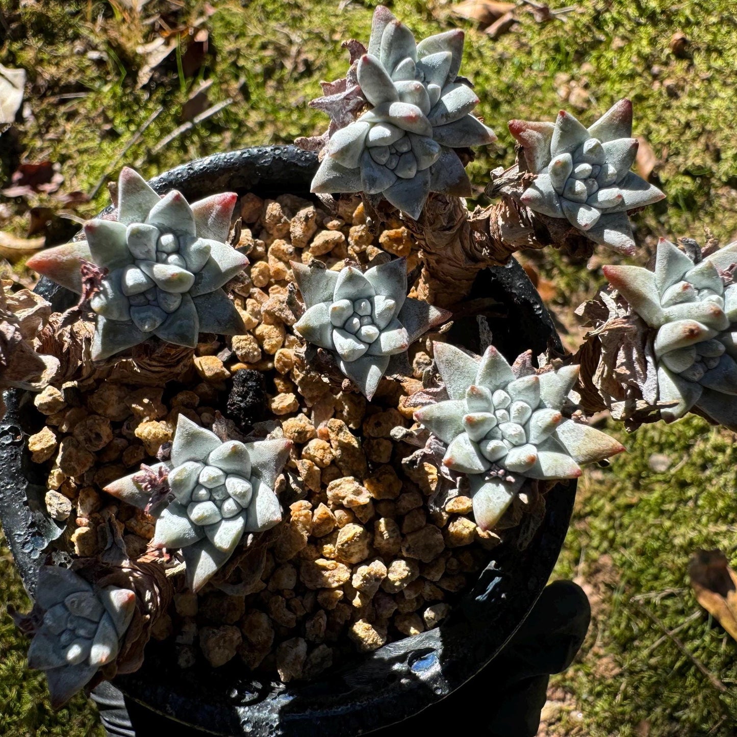 Dudleya greenei/white 'sprite' small Cluster, nice color, live plant, imported Succulent