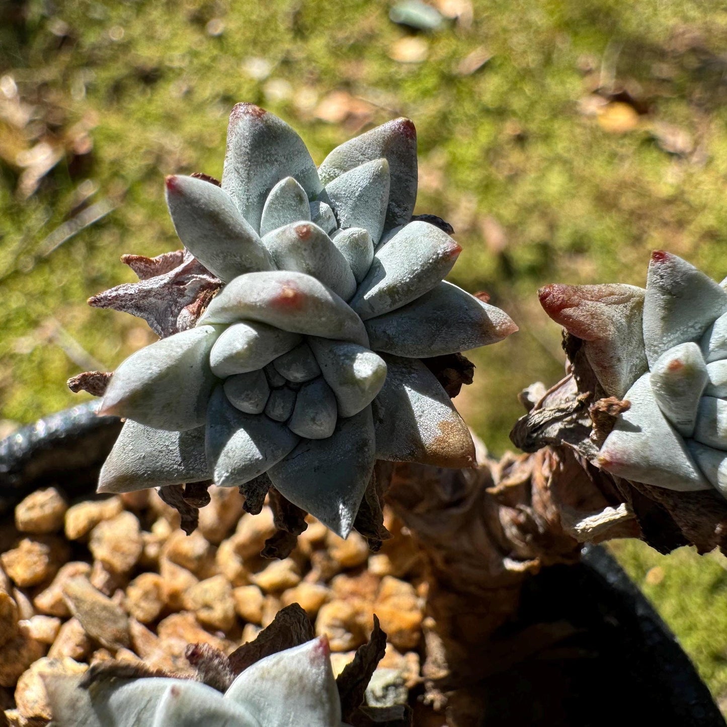 Dudleya greenei/white 'sprite' small Cluster, nice color, live plant, imported Succulent