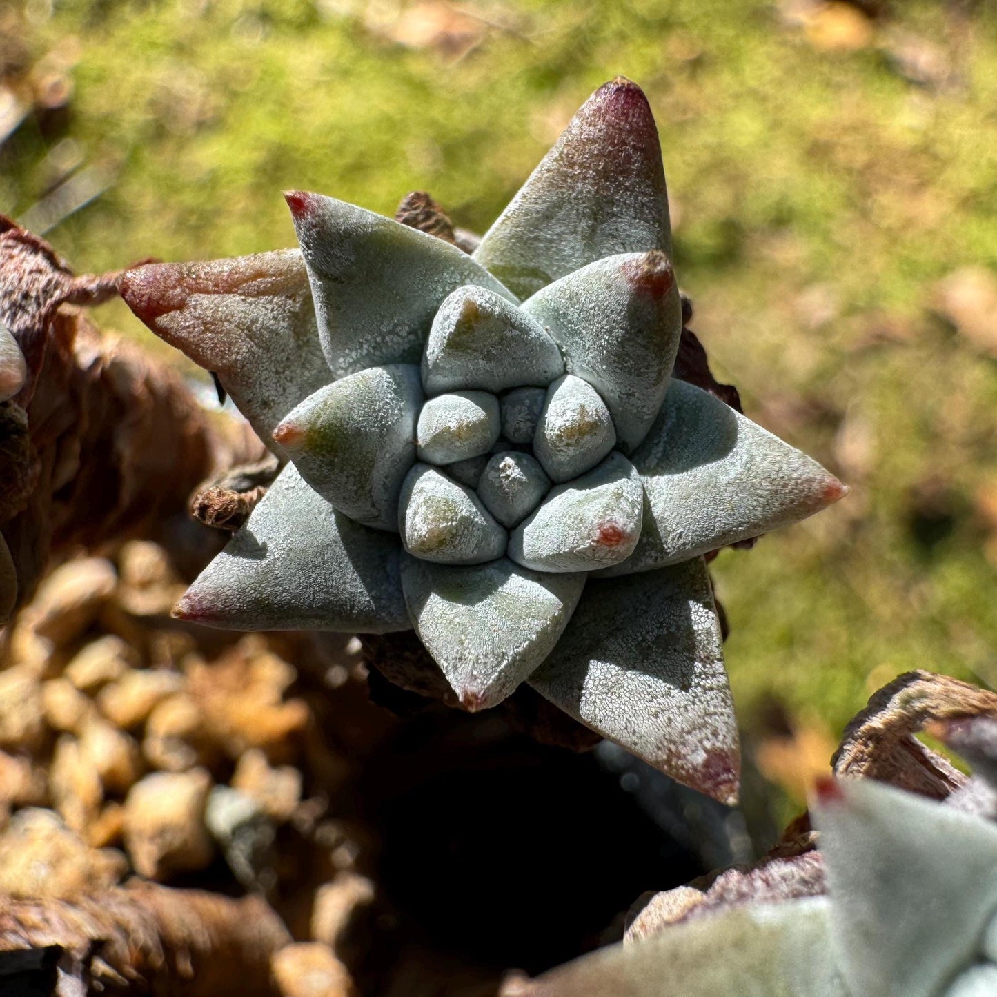 Dudleya greenei/white 'sprite' small Cluster, nice color, live plant, imported Succulent