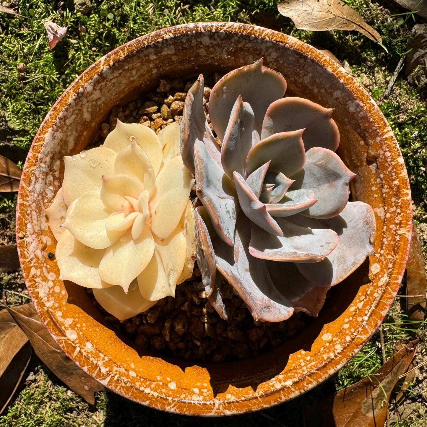 Echeveria 'Lake Baikal' with Variegated, 2 heads, high quality, New Hybrid, Bare Root, Imported Rare Succulent, nice color