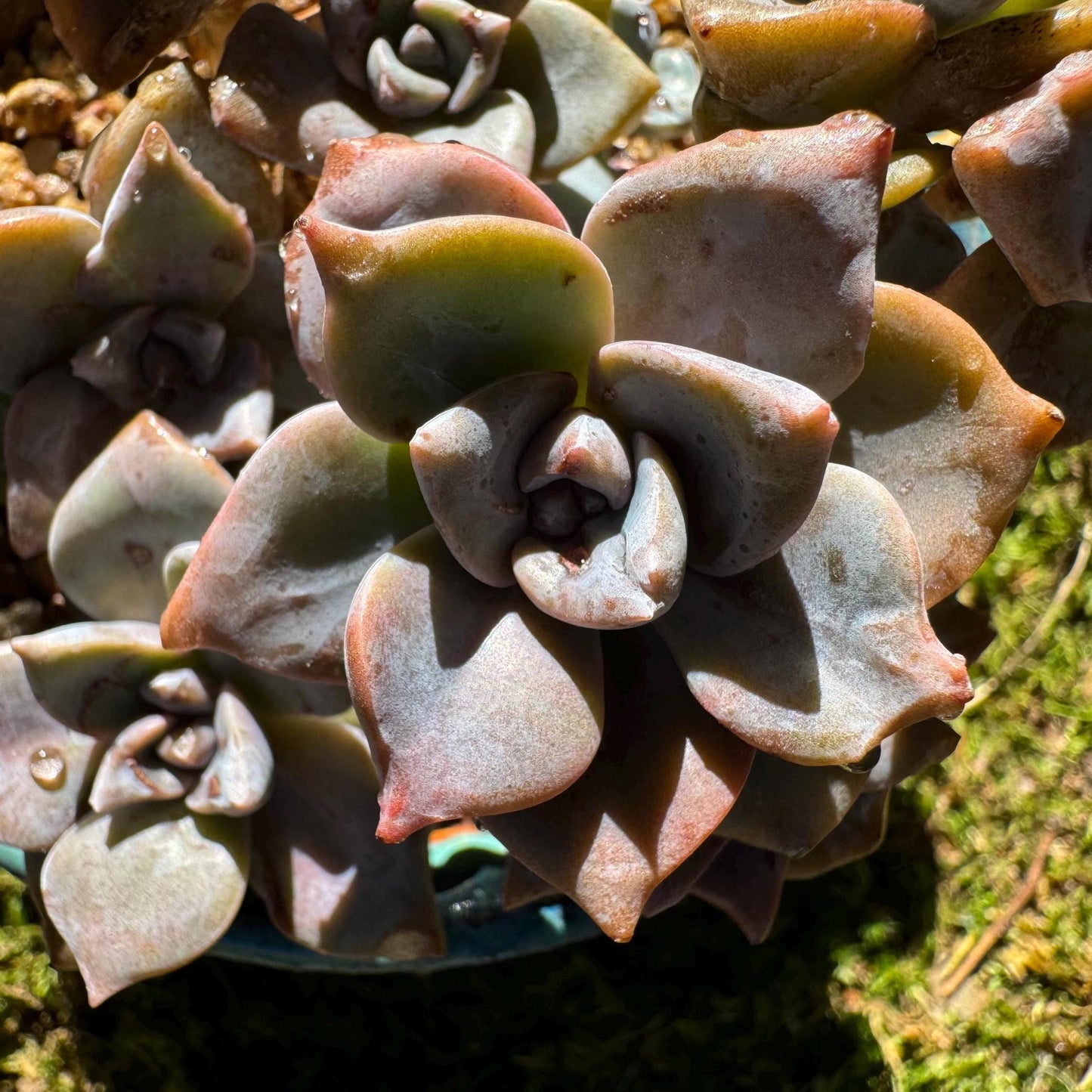 Graptoveria 'Mrs Richards'cluster, (it maybe a seperated cluster), a little scar on leaves,  live Succulent