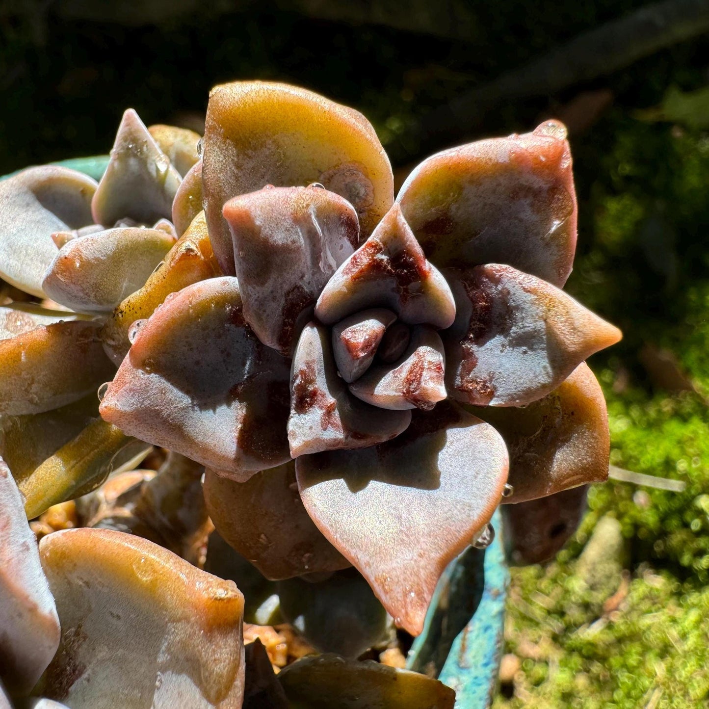 Graptoveria 'Mrs Richards'cluster, (it maybe a seperated cluster), a little scar on leaves,  live Succulent