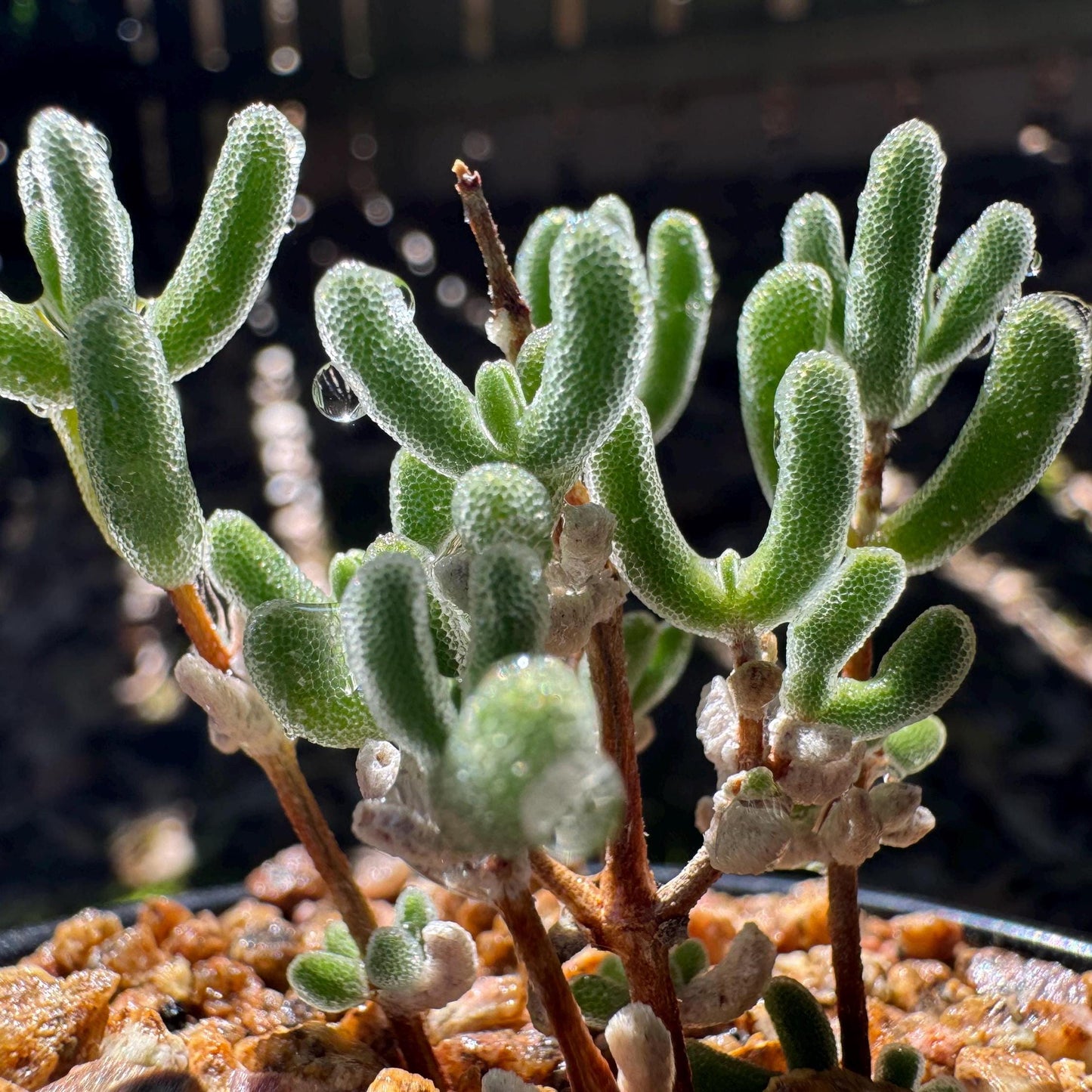 Drosanthemum 'Diamond', mini size, Bare Root, Imported Rare Succulent, live plant